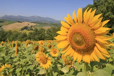 Agriturismo CaBattista 24