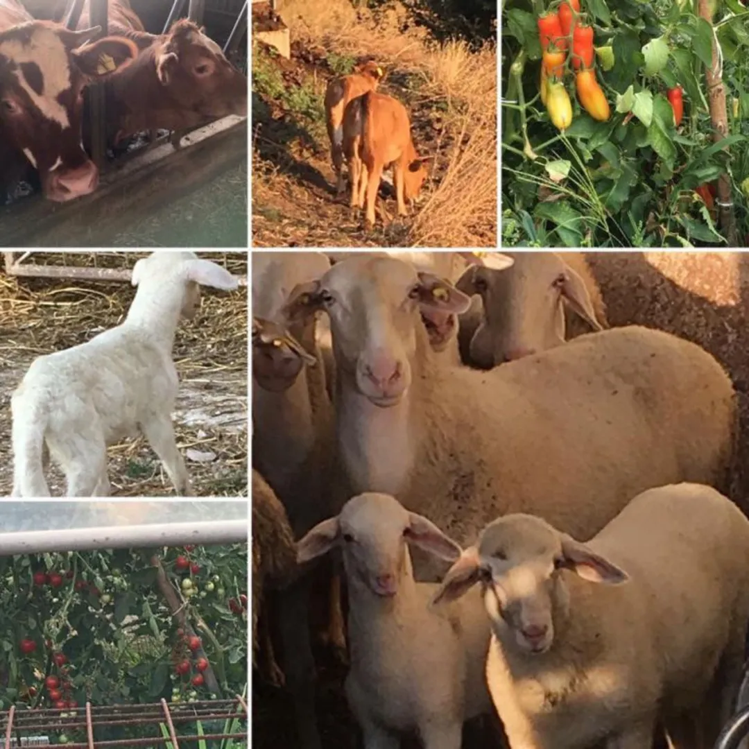 Agriturismo Ca'Licozzo afbeelding 3