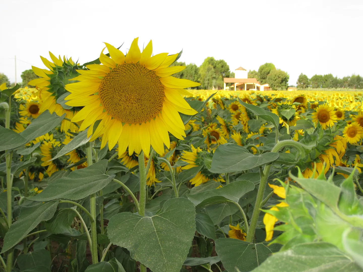 Agriturismo Le Pescine afbeelding 4