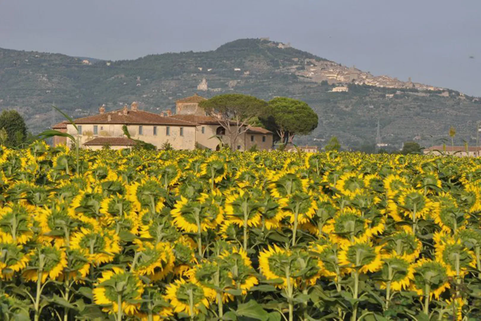 Agriturismo Le Terre dei Cavalieri B&B afbeelding 2