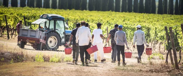 Agriturismo op wijnlandgoed Italië