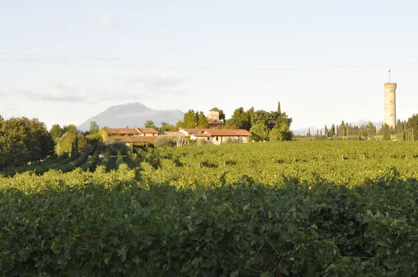 ai_Agriturismo_Borgo_San_Donino,_Selva_Capuzza