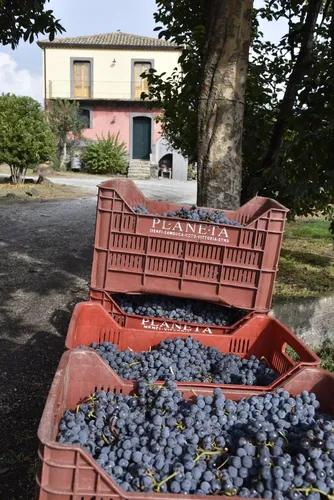 ap_Tenuta_Madonnina