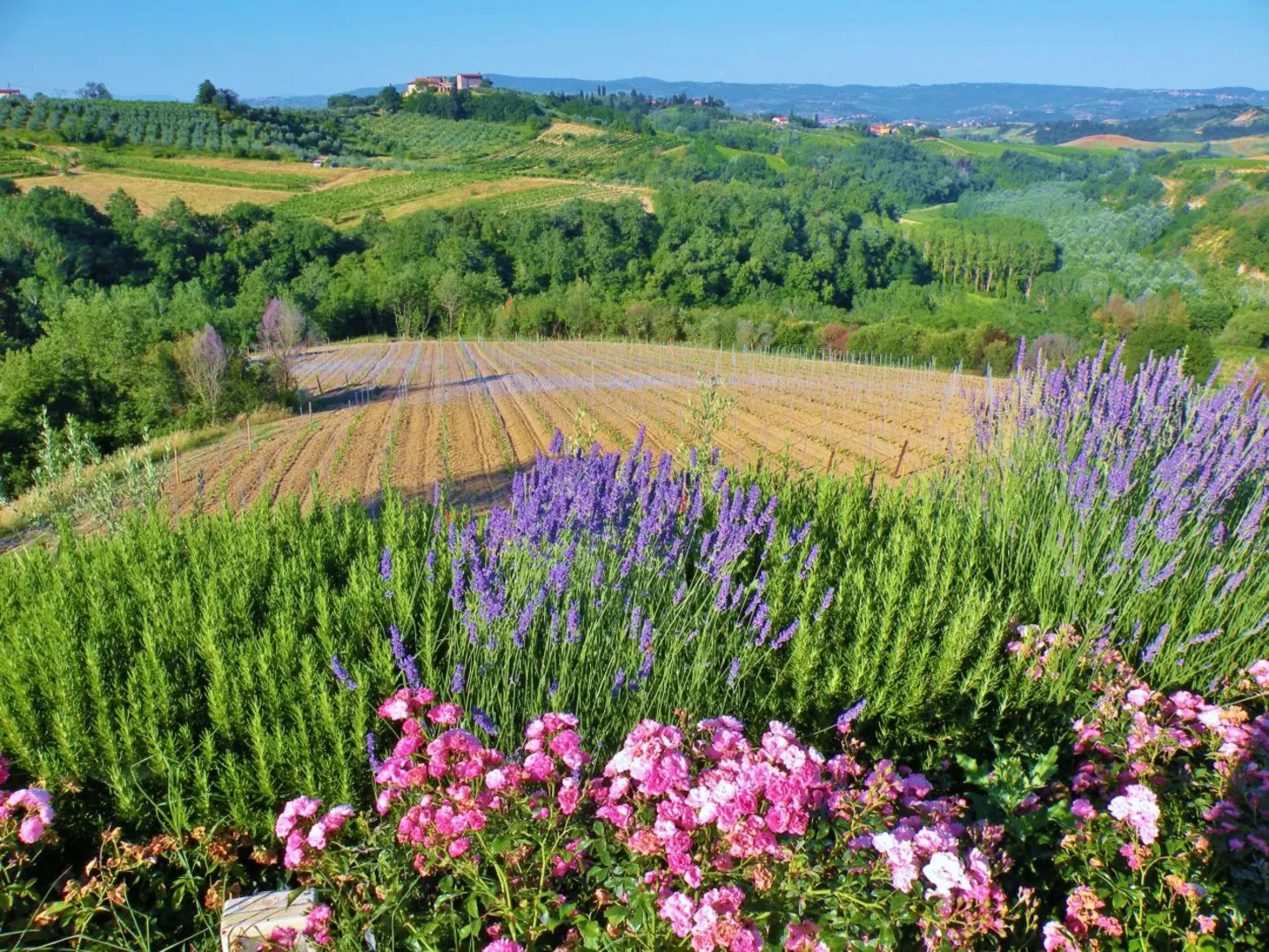 La Poggiolaia afbeelding 3