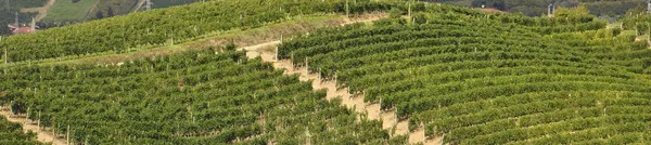 Piemonte 6